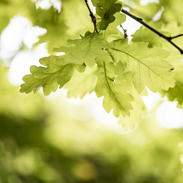 feuille chene fenetre bois