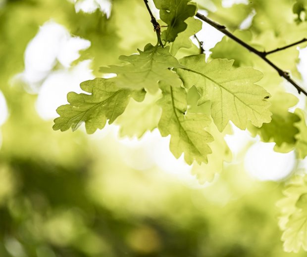 feuille chene fenetre bois