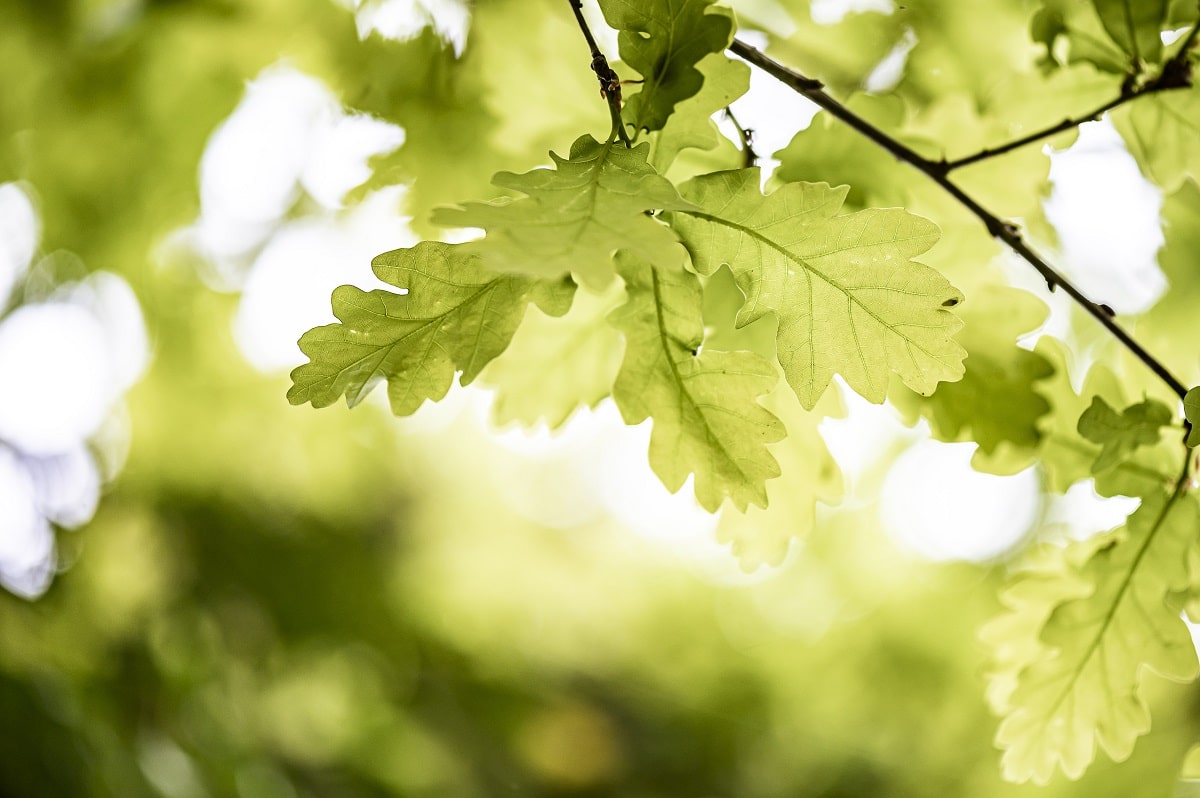 feuille chene fenetre bois